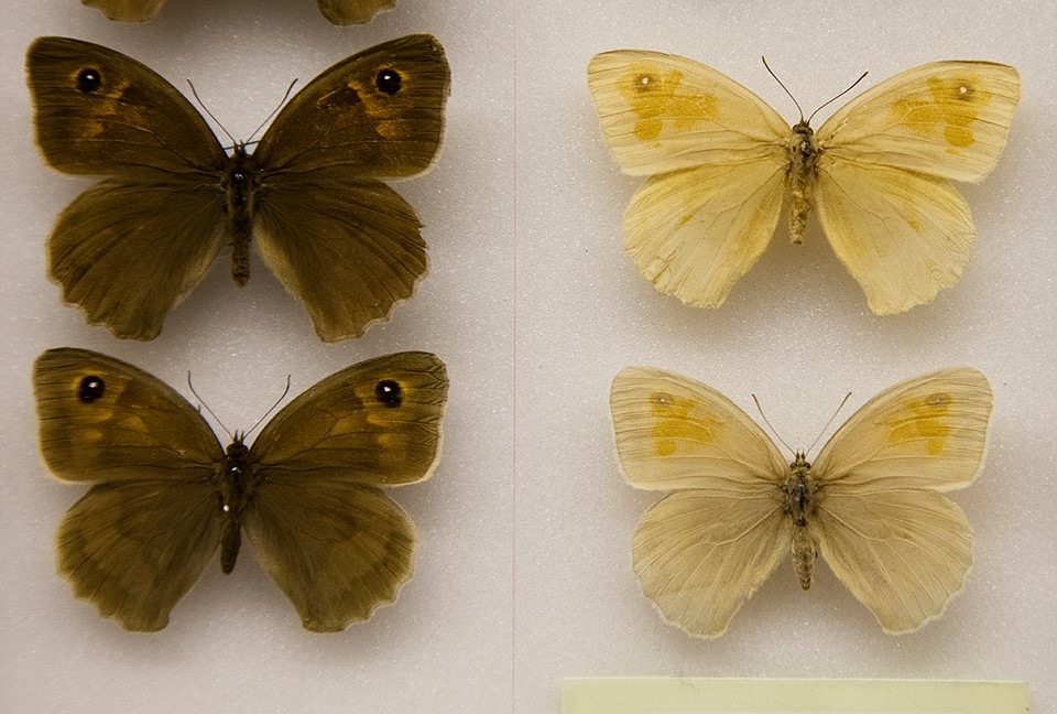 Maniola jurtina (collection - normal and albinos) [Internet image property of respective owner, non commercial use only]
